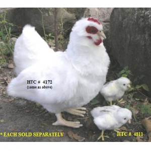 [HANSA] Chick(병아리1) 4811번/13cm.L