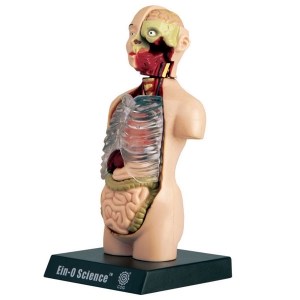 [COG] 몸통 (내부기관) - 인체모형시리즈