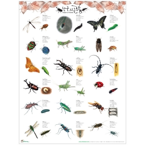 [홀씨] 한국의 곤충 포스터