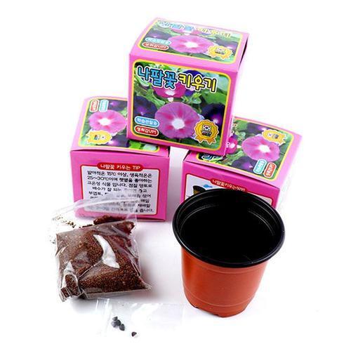 2000 나팔꽃키우기 자연과학학습관찰 식물기르기 어린이집 유치원 초등학교 어린이날선물 단체선물 (3개)