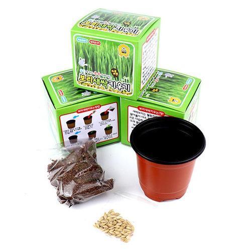 2000 새싹보리키우기 자연과학학습관찰 식물기르기 어린이집 유치원 초등학교  단체선물 (3개)