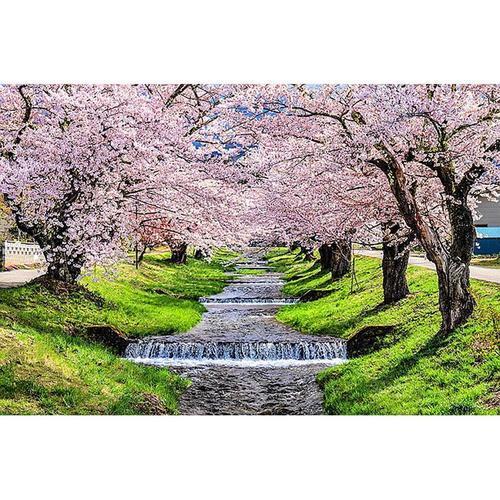 아이윙스 피포페인팅 pipo-2054 만개한벚꽃풍경 40x50 diy명화그리기 유화수채화그리기